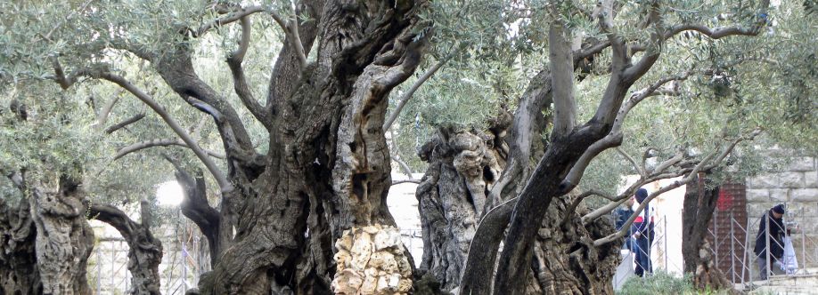 In Ancient Footsteps