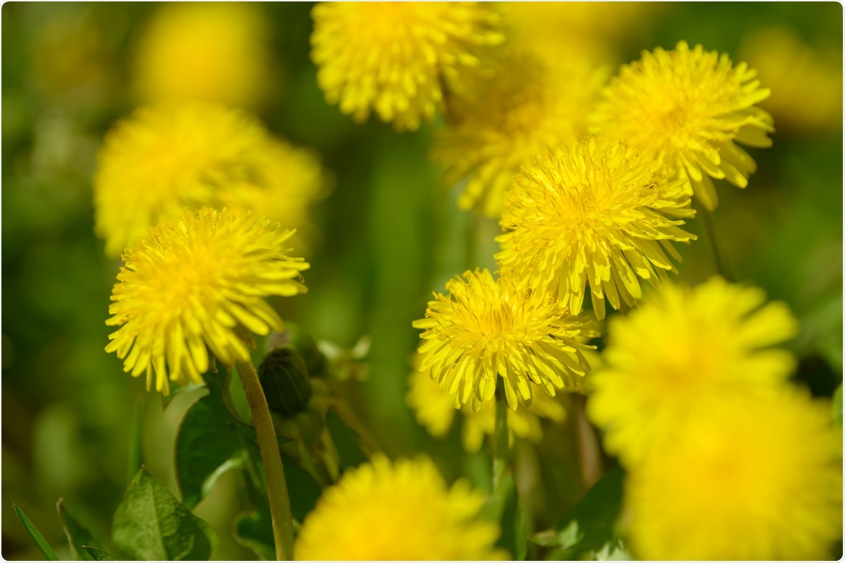 Dandelion extract inhibits SARS-CoV-2 in vitro