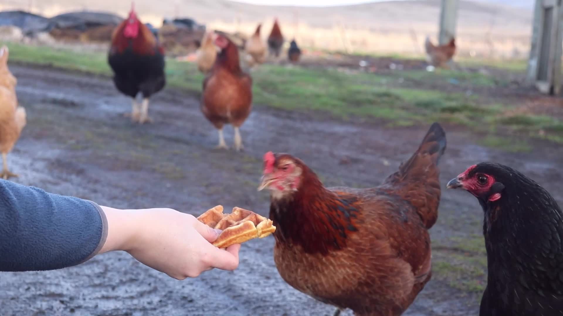 Hand Feeding Chickens