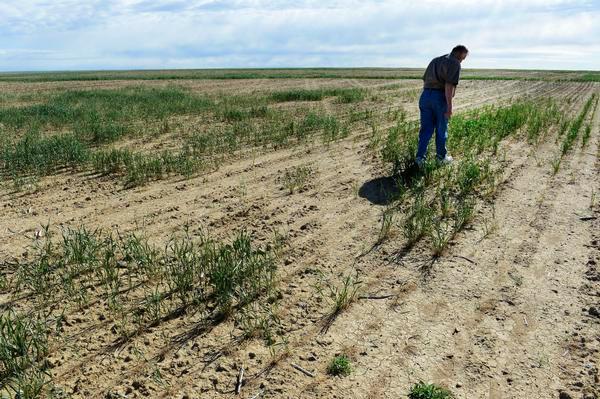 Drought is forcing farmers in Colorado to make tough choices to survive - Strange Sounds