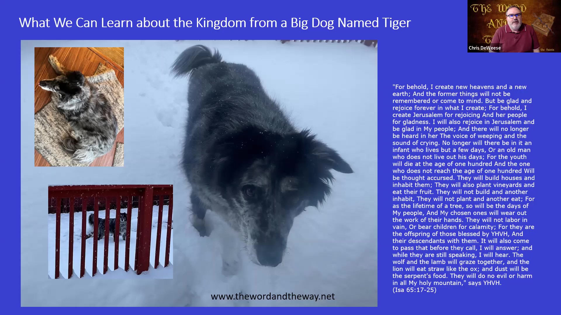 What We Can Learn About the Kingdom from a Dog Named Tiger -