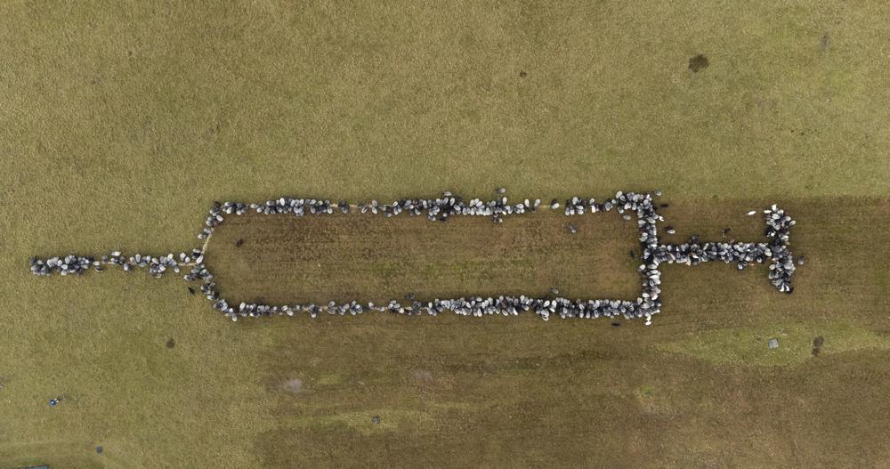 Can't Make This Up: Flocks Of Sheep Assembled To Form Giant Syringe In Germany To 'Get The Message Across Better'