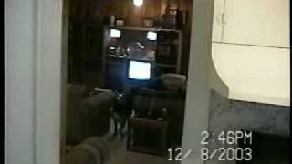 Dog Gets Soda from Refrigerator and More