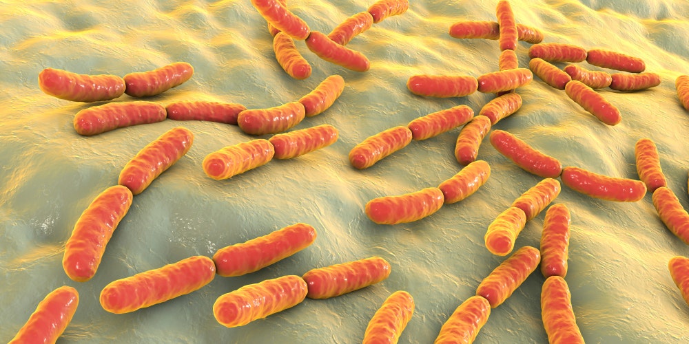 Gut bacteria could help protect against COVID and even lead to a new drug – new research