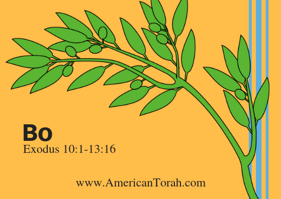 Parsha Bo - Apostolic Readings, Links, and Videos - American Torah