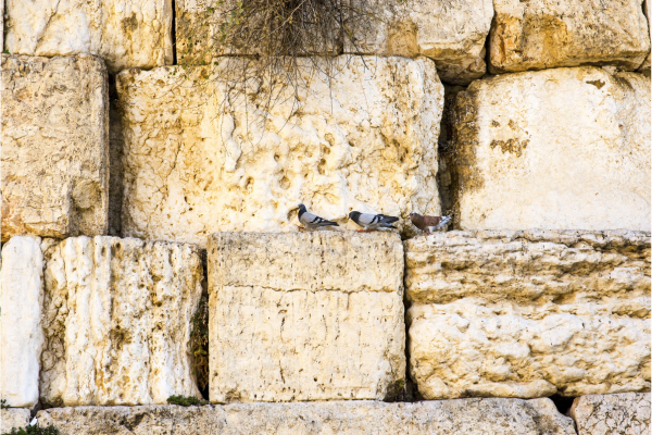 The Consequences of Cursing Israel – The Israel Bible