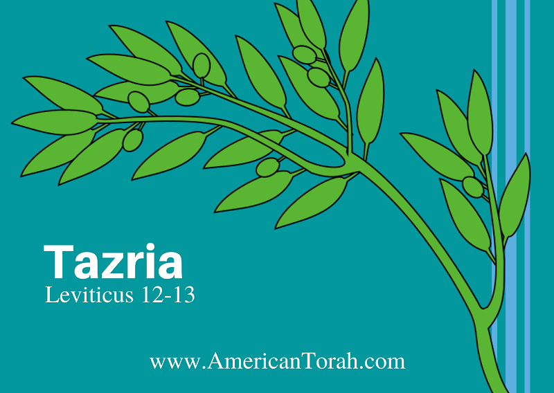 Parsha Tazria - Apostolic Readings, Links, and Videos - American Torah