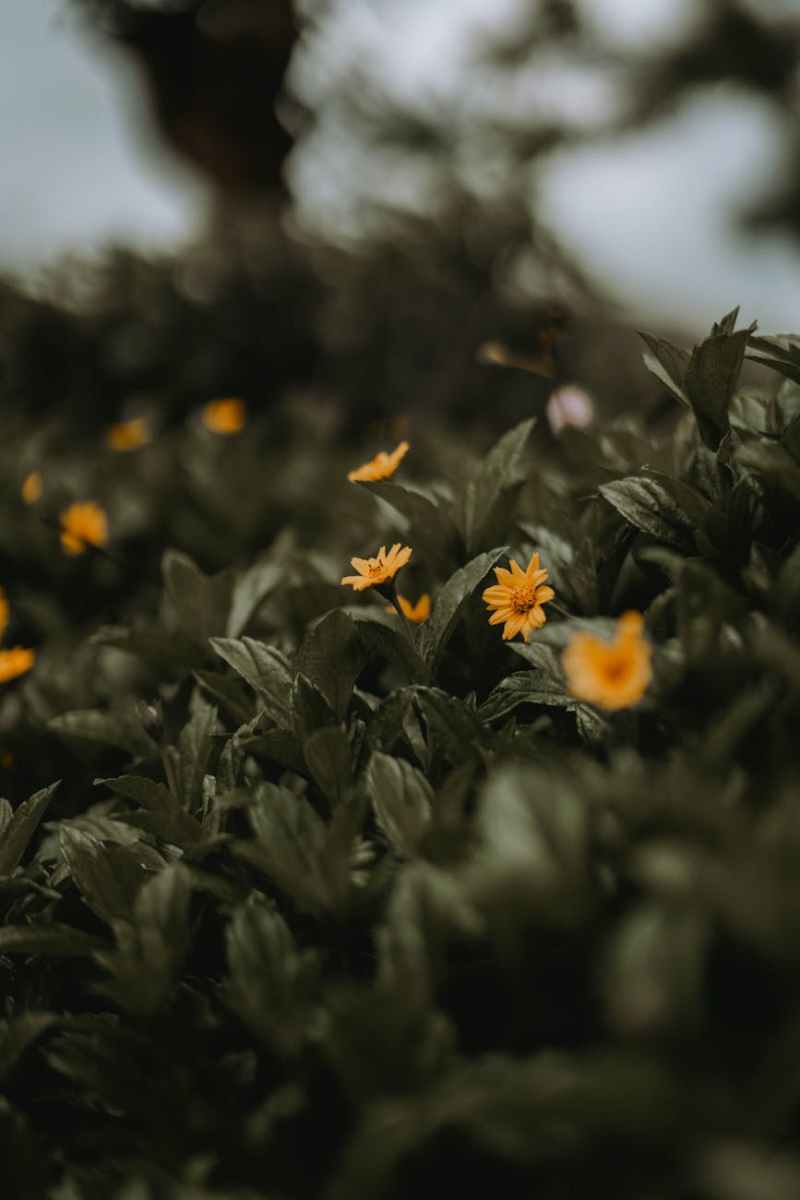 Tragedy in the Torah Community | Afflicted 4 Messiah