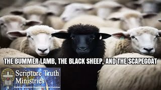 THE BUMMER LAMB, THE BLACK SHEEP, AND THE SCAPEGOAT